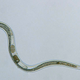 Illustration for article titled Find A Vein, You Nematode Sluts, Because Here Come 10 Mesofauna Taxa To Blow Your Shit To Nirvana